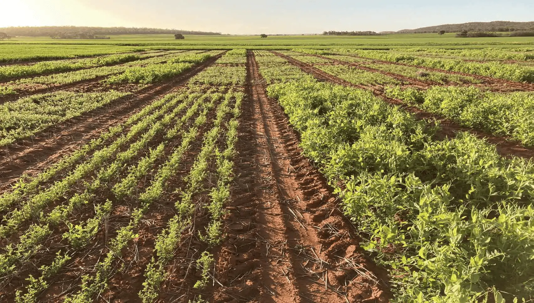 Lush green plants growing inside a modern greenhouse